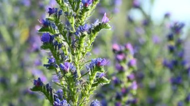 Çayırdaki çayır çimlerinin videosu çayırda.