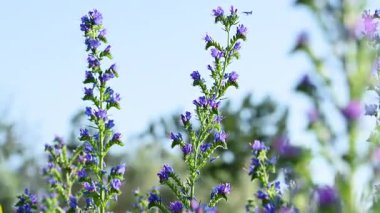 Çayırdaki çayır çimlerinin videosu çayırda.