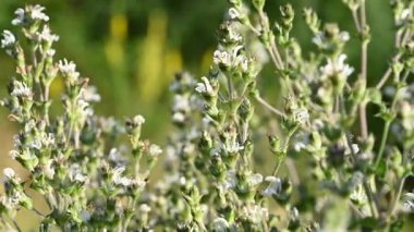 Çayırdaki çayır çimlerinin videosu çayırda.