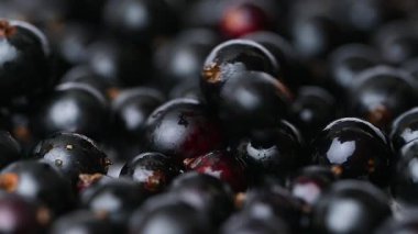 Kuşüzümü videosu. Kapatın.