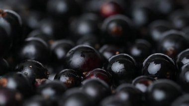 Kuşüzümü videosu. Kapatın.