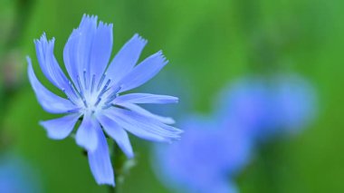 Yazın çayırda hindiba çiçekleri videosu