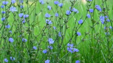 Yazın çayırda hindiba çiçekleri videosu