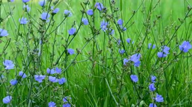 Yazın çayırda hindiba çiçekleri videosu