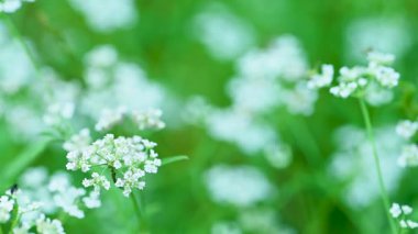 Yazın bir çayırda çiçek videosu