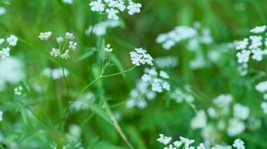 Yazın bir çayırda çiçek videosu