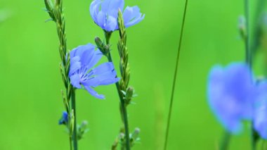 Yazın çayırda hindiba çiçekleri videosu