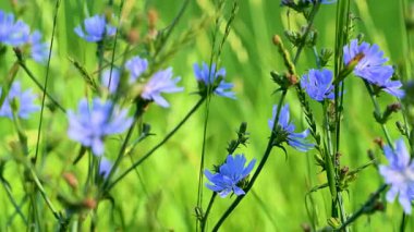 Yazın çayırda hindiba çiçekleri videosu