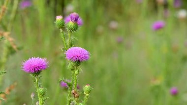 Yazın çayırdaki dulavrat çiçeklerinin videosu
