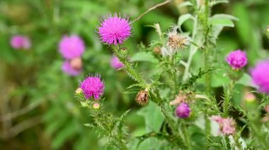 Yazın çayırdaki dulavrat çiçeklerinin videosu