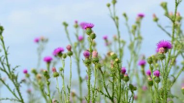 Yazın çayırdaki dulavrat çiçeklerinin videosu