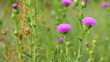 Yazın çayırdaki dulavrat çiçeklerinin videosu