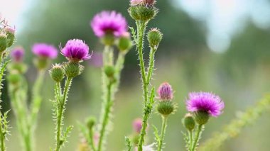 Yazın çayırdaki dulavrat çiçeklerinin videosu