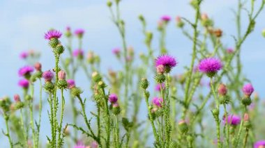 Yazın çayırdaki dulavrat çiçeklerinin videosu