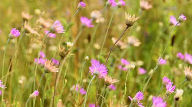 Yazın çayırda kurumuş çiçekler.