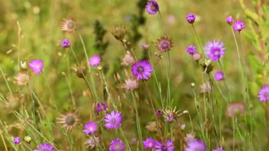 Yazın çayırda kurumuş çiçekler.