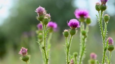 Yazın çayırdaki dulavrat çiçeklerinin videosu