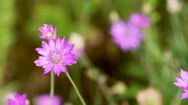 Yazın çayırda kurumuş çiçekler.