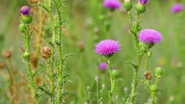 Yazın çayırdaki dulavrat çiçeklerinin videosu