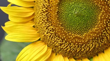 Stüdyoda ayçiçeği çiçekleri videosu