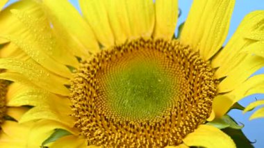 Stüdyoda ayçiçeği çiçekleri videosu