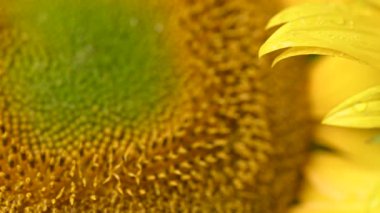 Stüdyoda ayçiçeği çiçekleri videosu