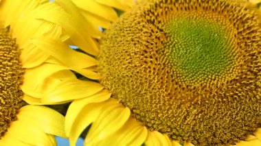 Stüdyoda ayçiçeği çiçekleri videosu