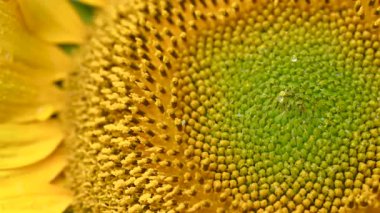 Stüdyoda ayçiçeği çiçekleri videosu