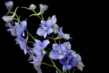 Siyah arkaplanda mavi delphinium