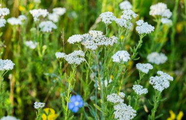 Çayır çimenleri yazın çayırda yarık açar.