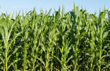 Tarlada yetişen yeşil mısır