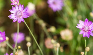 Yazın çayırda kurumuş çiçekler.