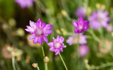 Yazın çayırda kurumuş çiçekler.