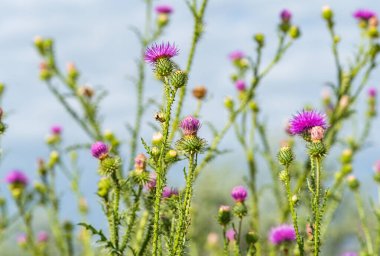  Yazın çayırdaki dulavrat çiçekleri