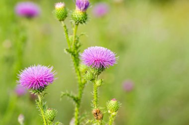  Yazın çayırdaki dulavrat çiçekleri