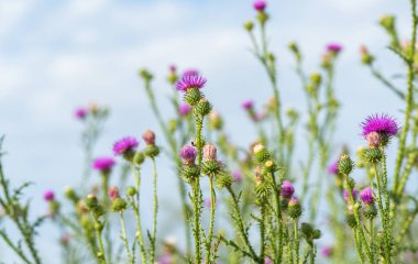  Yazın çayırdaki dulavrat çiçekleri