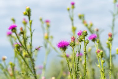  Yazın çayırdaki dulavrat çiçekleri