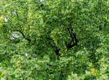 Yazın açan ıhlamur ağacının yakınında.