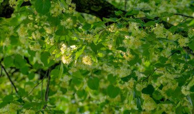 Yazın açan ıhlamur ağacının yakınında.