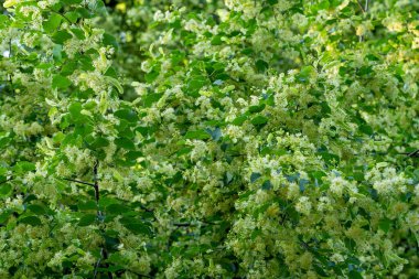 Yazın açan ıhlamur ağacının yakınında.
