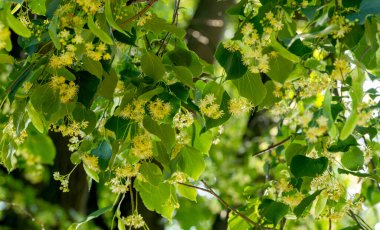 Yazın açan ıhlamur ağacının yakınında.