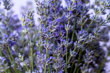 Lavanta buketi arka planda yakın plan