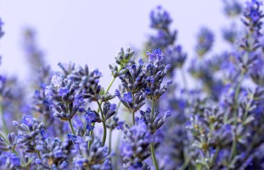 Lavanta buketi arka planda yakın plan