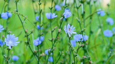 Yazın çayırdaki hindiba çiçekleri