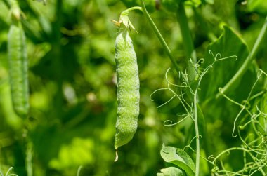 Çiftlikte büyüyen yeşil bezelyeler