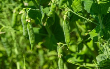 Çiftlikte büyüyen yeşil bezelyeler