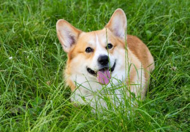 Pembroke Corgi yazın yürüyüşe çıkıyor.