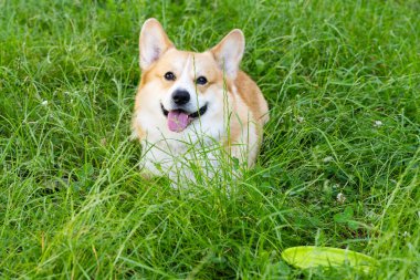Pembroke Corgi yazın yürüyüşe çıkıyor.
