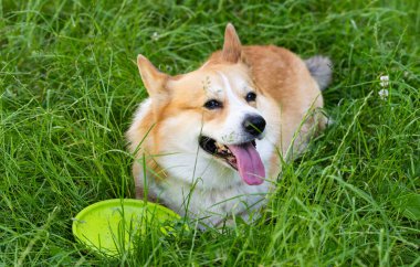 Pembroke Corgi yazın yürüyüşe çıkıyor.
