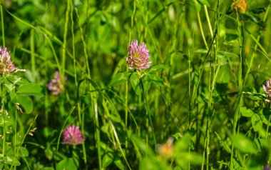 Yazın çayırda büyüyen yonca